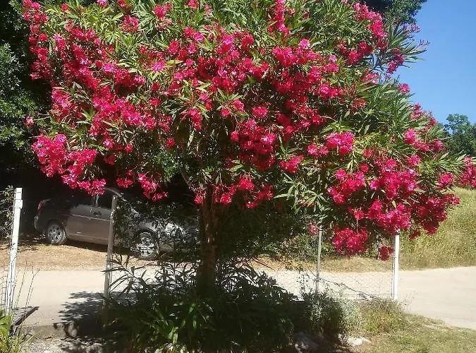 With Parking Space Zuljana, Peljesac - 20413 Apartman *