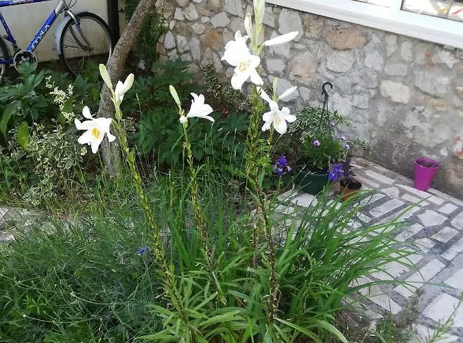 With Parking Space Zuljana, Peljesac - 20413 Žuljana