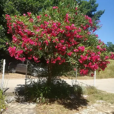 With Parking Space Zuljana, Peljesac - 20413 Lejlighed *