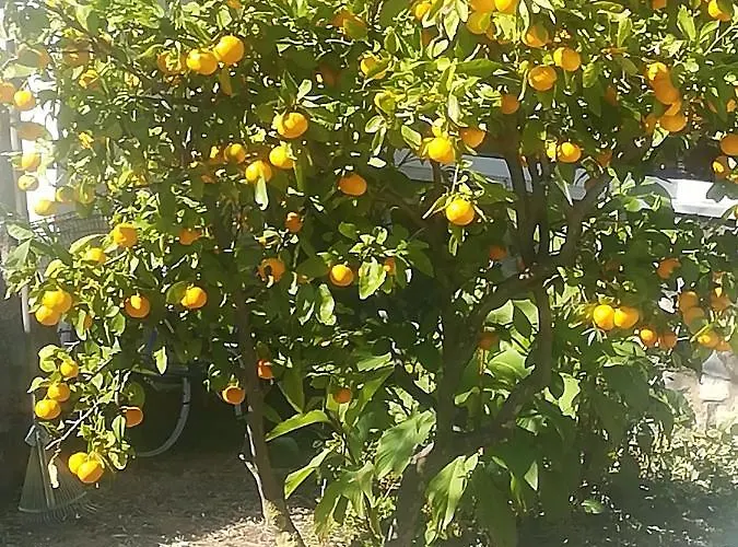 With Parking Space Zuljana, Peljesac - 20413 * Žuljana
